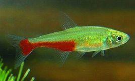 火兔燈魚 火兔燈魚