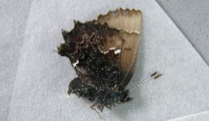 齒輪灰蝶 齒輪灰蝶