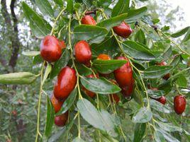 葛石大棗 葛石大棗