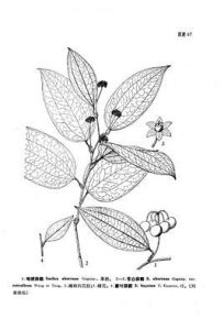 蒼白菝葜 蒼白菝葜