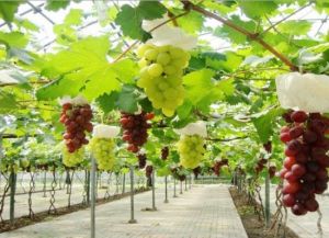 上海馬陸主題公園 上海馬陸主題公園