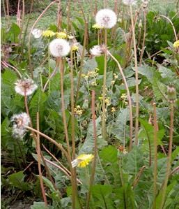 紅梗蒲公英 紅梗蒲公英