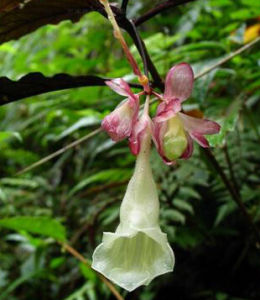 白花蛛毛苣苔 白花蛛毛苣苔