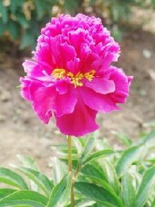 金腰帶[芍藥品種]