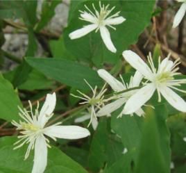 鐵腳威靈仙葉 鐵腳威靈仙葉