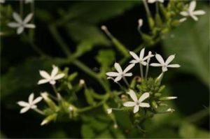 尖瓣白花丹 尖瓣白花丹