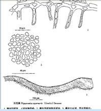 充滿耳殼藻 充滿耳殼藻