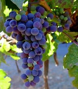 馬爾貝克葡萄 馬爾貝克葡萄