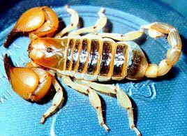 南非三色蠍 南非三色蠍