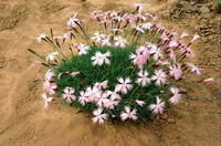 尖葉石竹 尖葉石竹