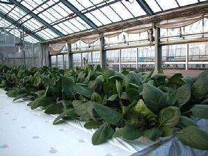 養液栽培 養液栽培