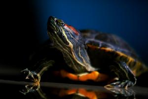 龜與人類 龜與人類