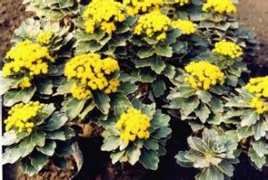 疏齒亞菊 疏齒亞菊