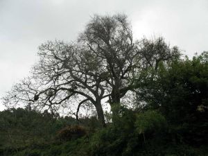 英歌吃水村 英歌吃水村