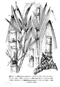 美麗箭竹 美麗箭竹