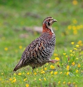 高原山鶉