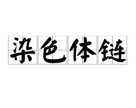染色體鏈 染色體鏈