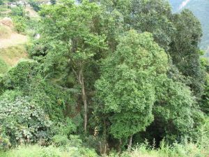 底么自然村 底么自然村