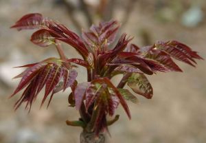 谷家香椿 谷家香椿