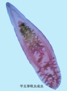 華支睪吸蟲 華支睪吸蟲
