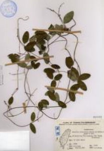 台灣乳豆 台灣乳豆