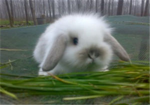 賓尼垂耳兔 賓尼垂耳兔