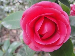 紅花七瓣連蕊茶 紅花七瓣連蕊茶