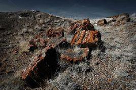 石化林國家公園 石化林國家公園