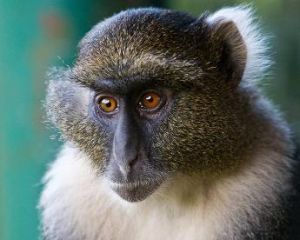 賽克斯猴 賽克斯猴