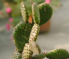 步行仙人掌 步行仙人掌