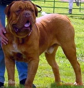 美國布魯馬士提夫 美國布魯馬士提夫