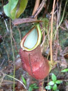 長葉豬籠草 長葉豬籠草