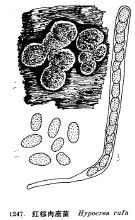 紅棕肉座菌 紅棕肉座菌