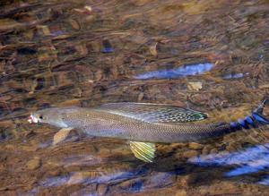 北美茴魚 北美茴魚