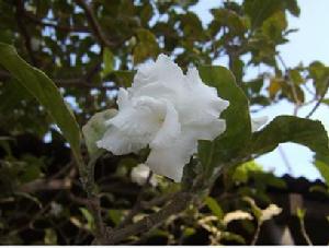 梔子----- 茜草科