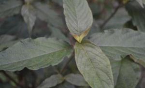 柳葉牛膝(原變型) 柳葉牛膝(原變型)