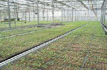 解集鄉溫室育苗栽種