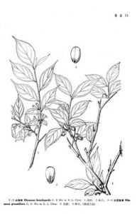 大花鼠李 大花鼠李