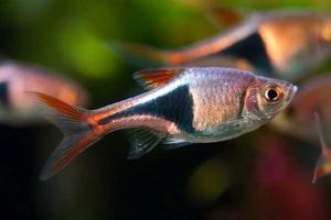 黑斑三角波魚 黑斑三角波魚