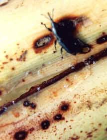 香蕉象甲 香蕉象甲