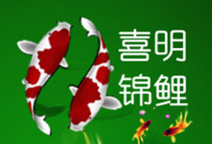 喜明錦鯉養殖場