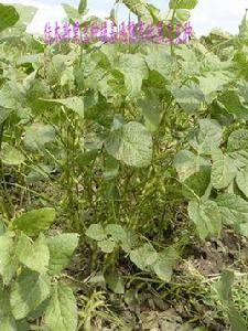 黑豆種子 黑豆種子