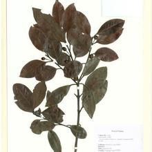 松田氏冬青 松田氏冬青