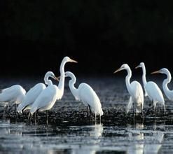 廈門珍稀海洋物種自然保護區