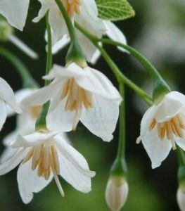 狹序泡花樹 狹序泡花樹