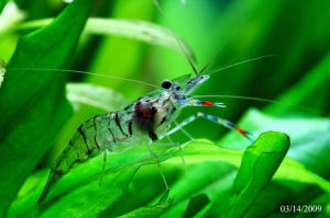 宮池長臂蝦 宮池長臂蝦