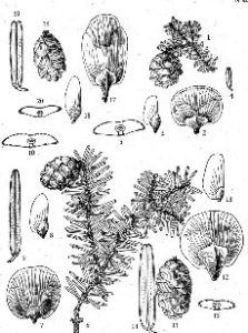 鐵杉(原變種) 鐵杉(原變種)