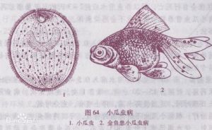 小瓜蟲病是觀賞魚的常見病和多發病