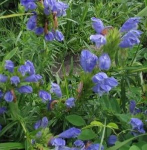 多枝青蘭 多枝青蘭