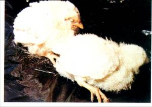 沙門氏菌病 沙門氏菌病